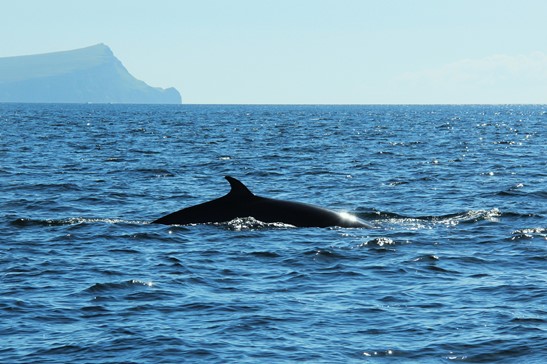 Whale spotting in Scotland – Staffa Tours